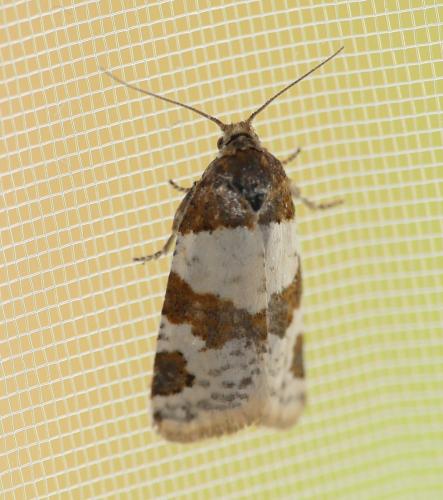 Réf. 181 786 : Periclepsis cinctana